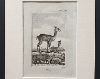 Vicuna - Original 1812 Buffon print in mount