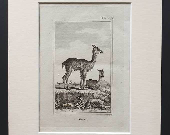 Vicuna - Original 1812 Buffon print in mount