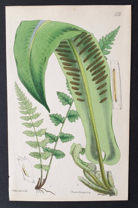Original hand coloured 1866 fern print