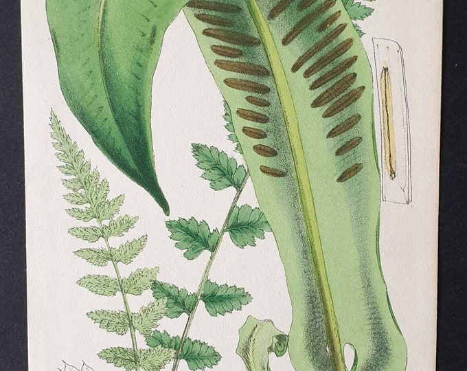 Original hand coloured 1866 fern print