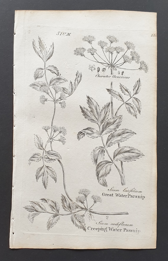 Great and Creeping Water Parsnip - Original 1802 Culpeper engraving (135)