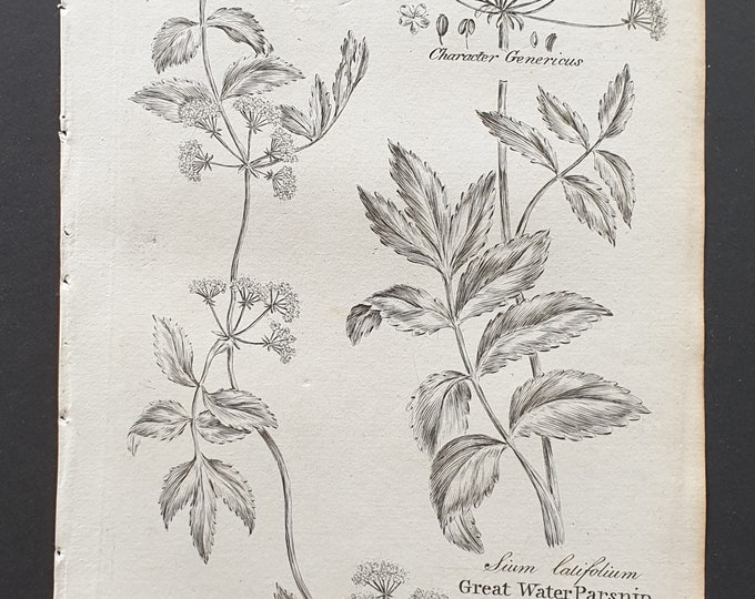 Great and Creeping Water Parsnip - Original 1802 Culpeper engraving (135)