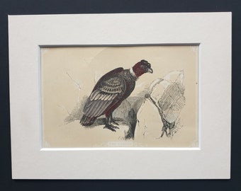 The Condor - Original 1851 John Tallis woodblock print