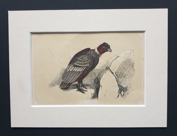 The Condor - Original 1851 John Tallis woodblock print