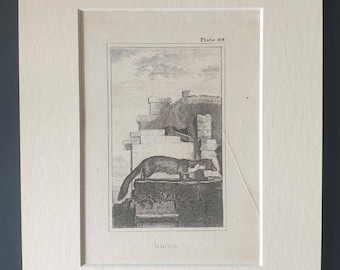 Martin - Original 1812 Buffon print in mount
