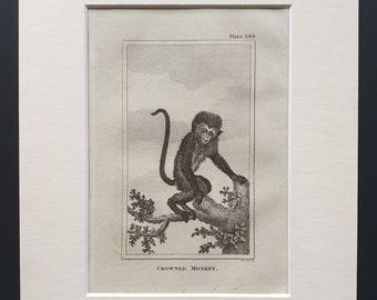 Crowned Monkey - Original 1812 Buffon print in mount