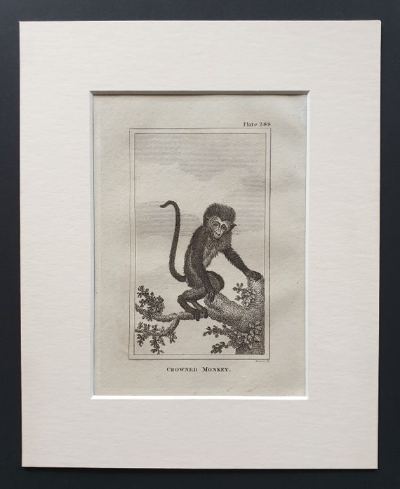Crowned Monkey - Original 1812 Buffon print in mount