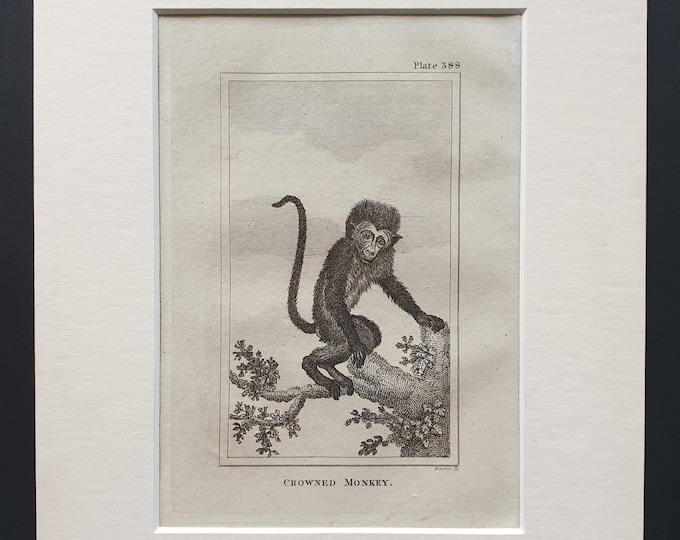 Crowned Monkey - Original 1812 Buffon print in mount