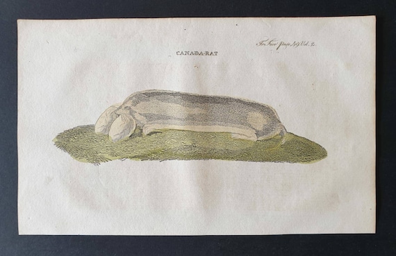Original 1821 hand coloured animal print - Canada Rat