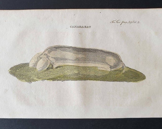 Original 1821 hand coloured animal print - Canada Rat