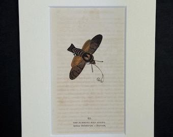 The Humming Bird Sphinx - Original 1832 Hand Coloured Antique Print