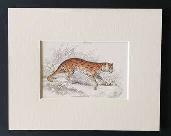 The Javanese Cat - Original 1834 hand coloured Naturalists Library print