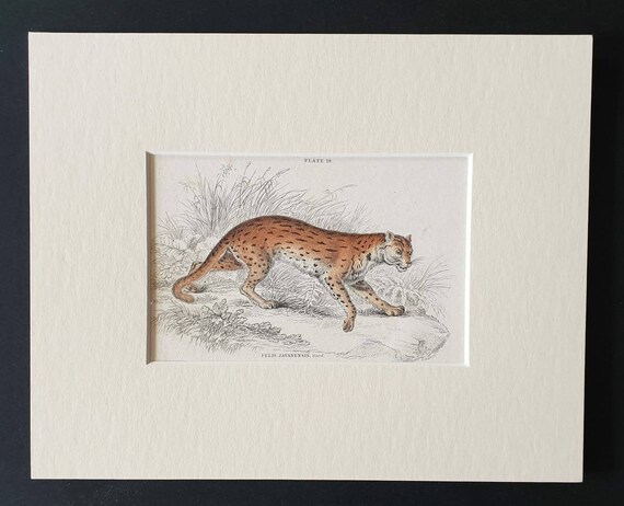 Original 1834 hand coloured  Naturalists Library print - The Javanese Cat