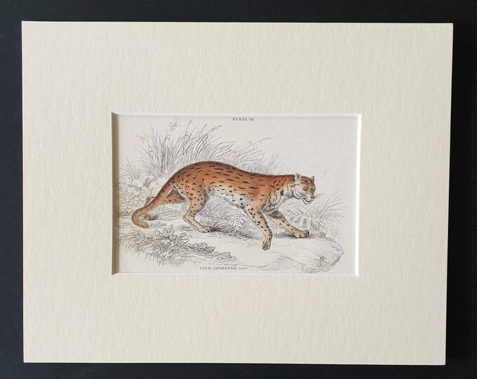 Original 1834 hand coloured  Naturalists Library print - The Javanese Cat