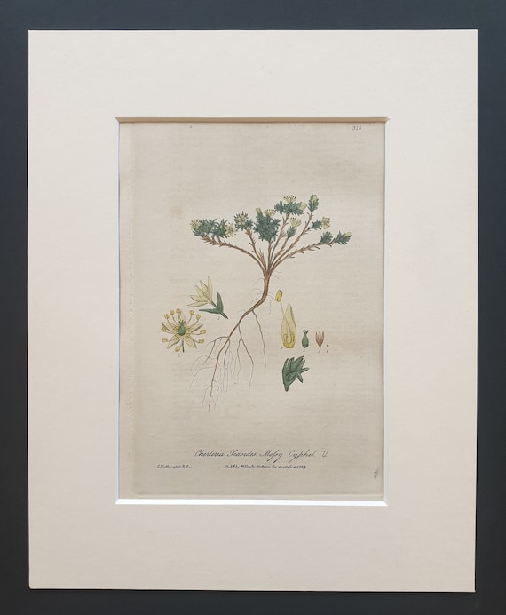 Dwarf Cherleria- Original 1839 hand coloured flower print in mount