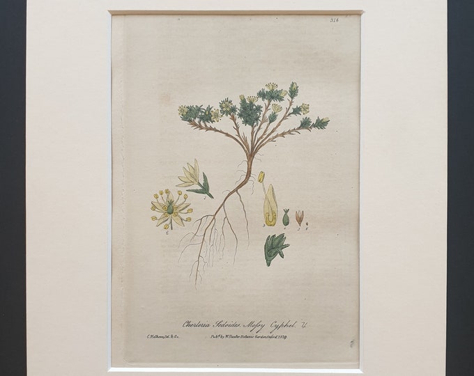 Dwarf Cherleria- Original 1839 hand coloured flower print in mount