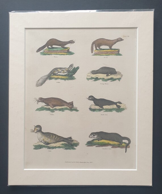 Mammals - original 1827 hand coloured William Smellie print