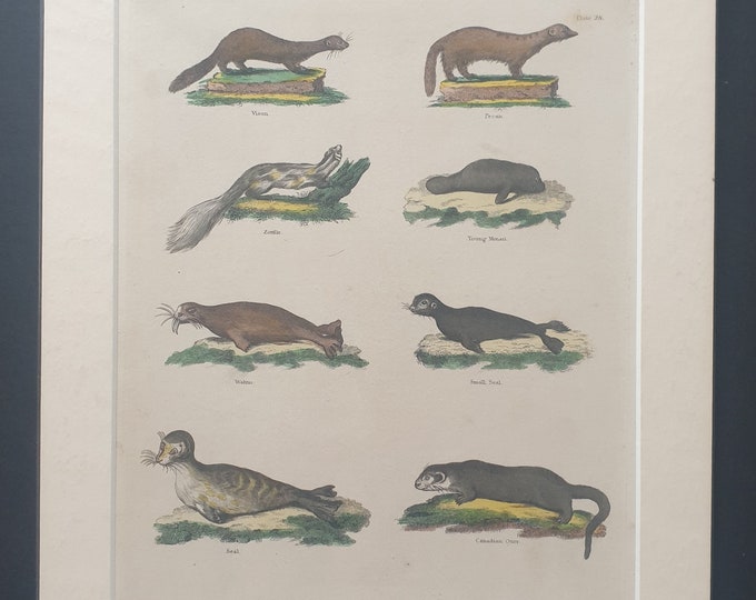 Mammals - original 1827 hand coloured William Smellie print