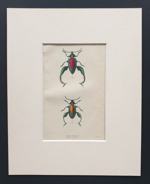 Sagra Buquetti (Male and Female) - Original c1860 hand coloured beetle print in mount