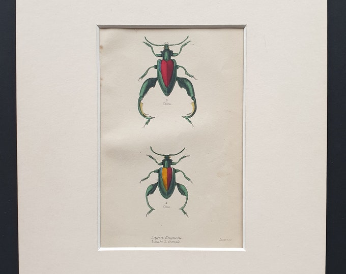 Sagra Buquetti (Male and Female) - Original c1860 hand coloured beetle print in mount