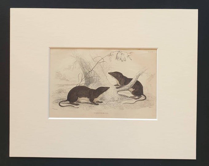 Original 1838 hand coloured mammalia print in mount - Sorex Remifer