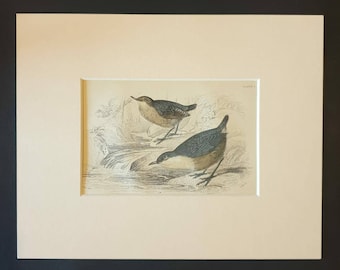 Water Ouzel - Original c1840 hand coloured bird print in mount