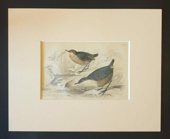 Original c1840 hand coloured bird print in mount - Water Ouzel
