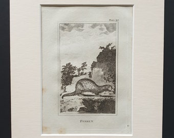 Ferret - Original 1812 Buffon print in mount