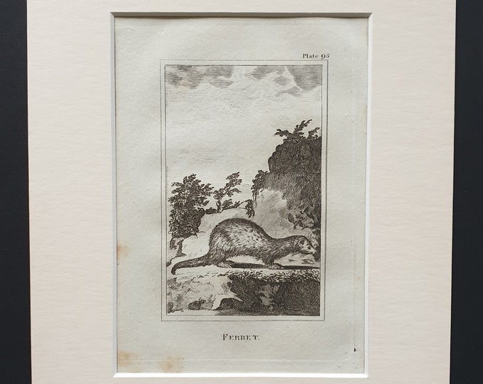 Ferret - Original 1812 Buffon print in mount