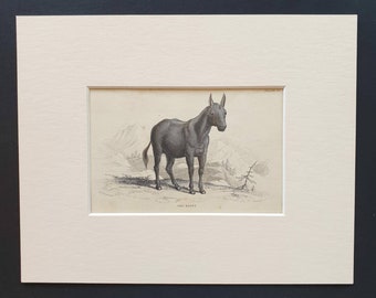 The Hinny - Original 1841 hand coloured horse print