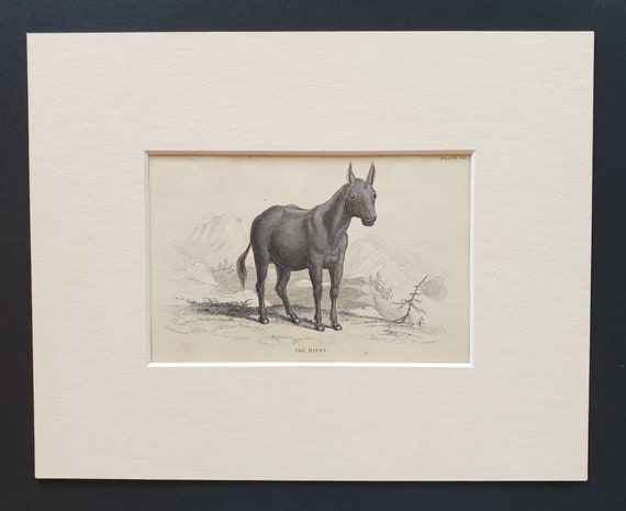 Original 1841 hand coloured horse print - The Hinny