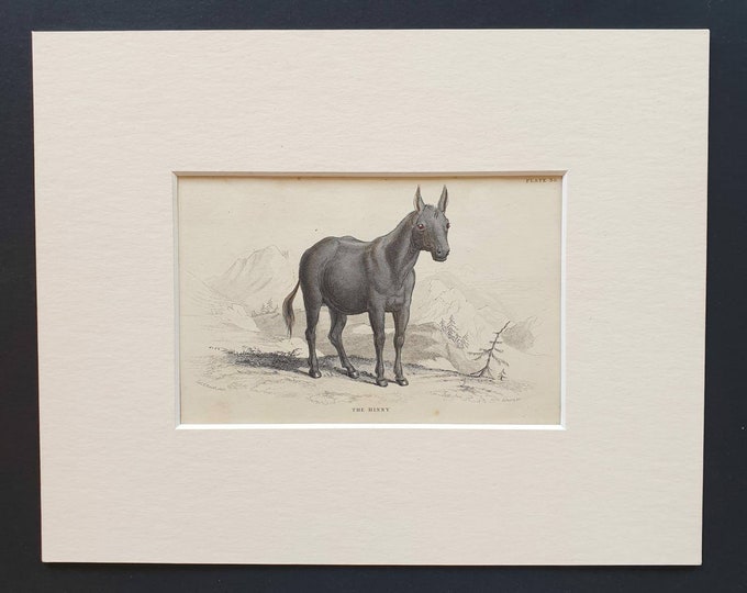 Original 1841 hand coloured horse print - The Hinny