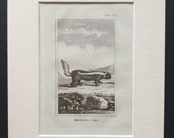 Mouffette of Chili - Original 1812 Buffon print in mount