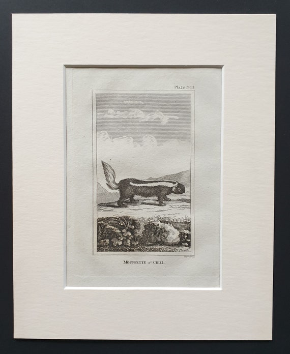 Mouffette of Chili - Original 1812 Buffon print in mount