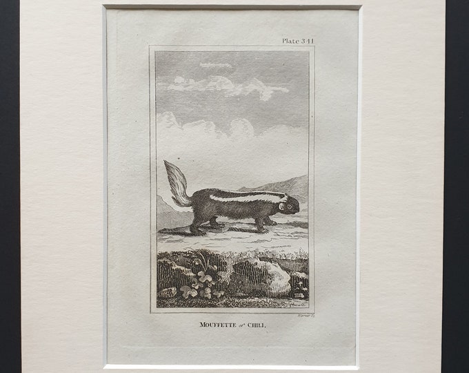 Mouffette of Chili - Original 1812 Buffon print in mount