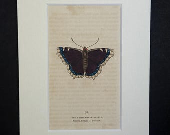 The Camberwell Butterfly - Original 1832 Hand Coloured Antique Print