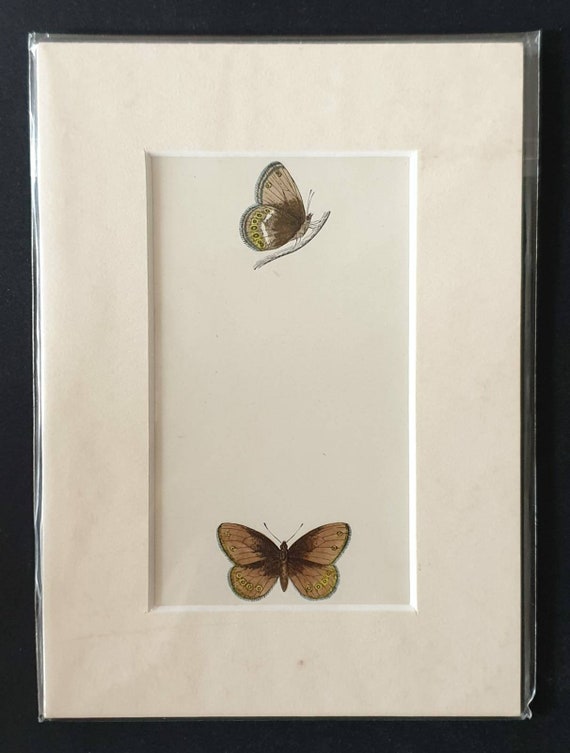 Original 1890 butterflies print in mount