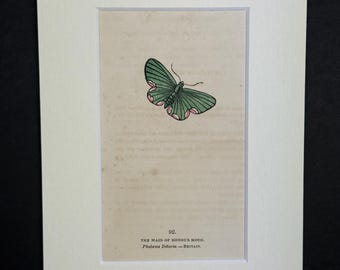 The Maid of Honour Moth - Original 1832 Hand Coloured Antique Print