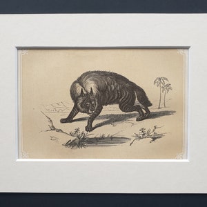 Pode incluir: Uma ilustração antiga em preto e branco de um gato selvagem, possivelmente um lince ou um gato-bravo, em pose de perseguição. A obra de arte é emoldurada em um passe-partout branco com detalhes decorativos nos cantos. O fundo retrata uma paisagem esparsa com pequenas plantas e duas palmeiras.