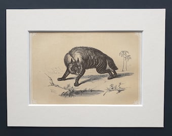 The Striped Hyaena - Original 1851 John Tallis woodblock print
