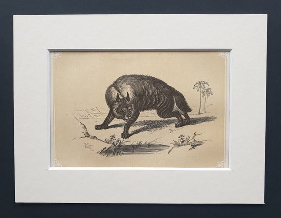 The Striped Hyaena - Original 1851 John Tallis woodblock print