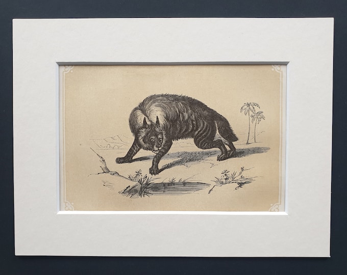 The Striped Hyaena - Original 1851 John Tallis woodblock print