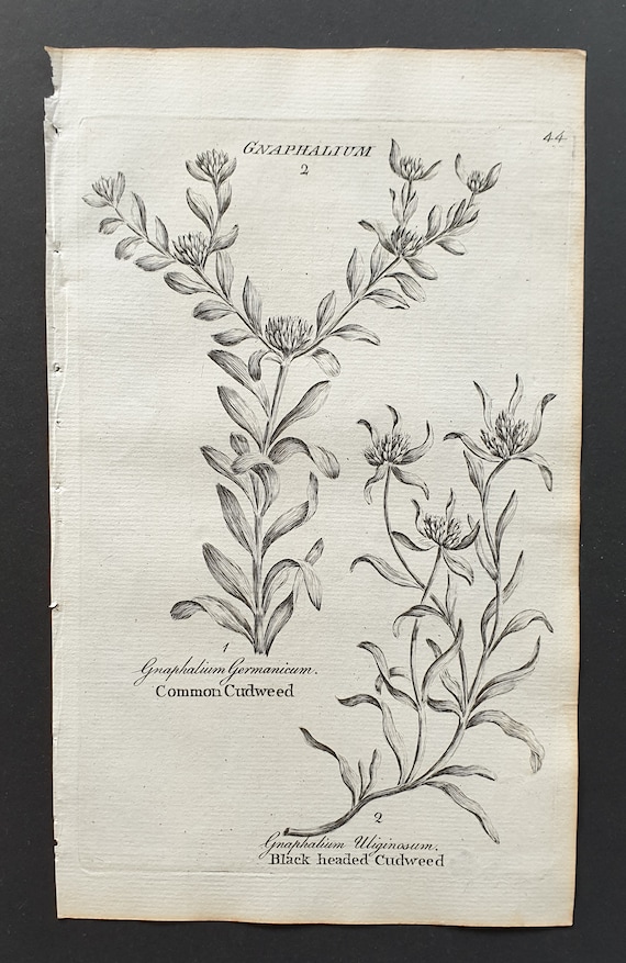 Common and Blackheaded Cudweed- Original 1802 Culpeper engraving (44)
