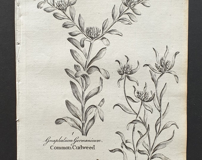 Common and Blackheaded Cudweed- Original 1802 Culpeper engraving (44)