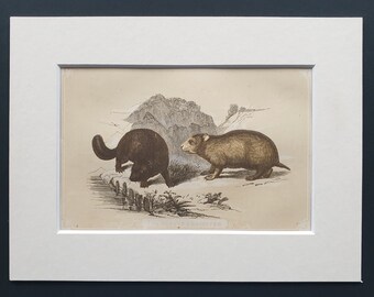 The Beaver and Hamster - Original 1851 John Tallis woodblock print