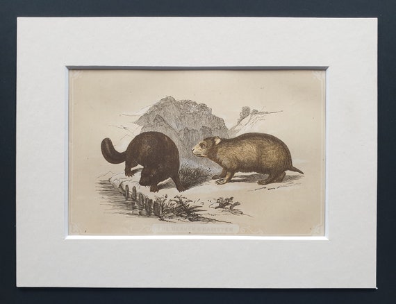 The Beaver and Hamster - Original 1851 John Tallis woodblock print