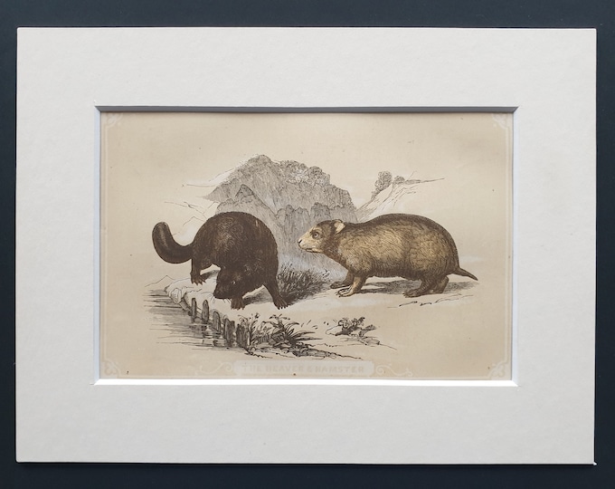 The Beaver and Hamster - Original 1851 John Tallis woodblock print