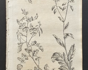 Water Cress and Radish Cress - Original 1802 Culpeper engraving (36)