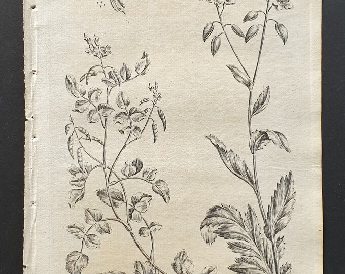 Water Cress and Radish Cress - Original 1802 Culpeper engraving (36)