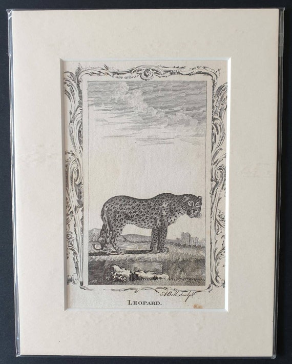 Original 1791 Buffon print - Leopard